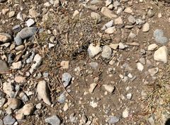 Formica obtusopilosa