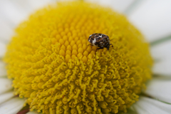 Anthrenus angustefasciatus