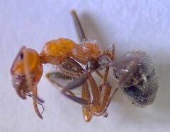 Formica obtusopilosa