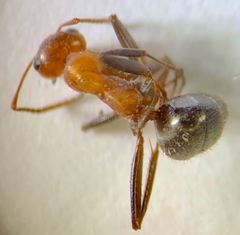 Formica obtusopilosa