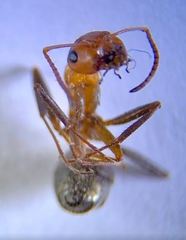 Formica obtusopilosa