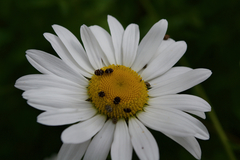 Anthrenus angustefasciatus