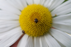 Anthrenus angustefasciatus