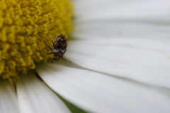 Anthrenus angustefasciatus