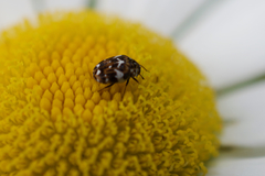 Anthrenus angustefasciatus