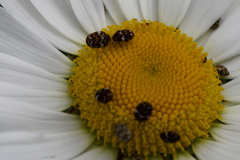 Anthrenus angustefasciatus