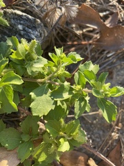 Acanthospermum australe