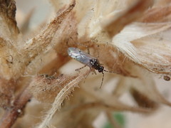 Dicyphus albonasutus