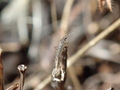 Dicyphus albonasutus