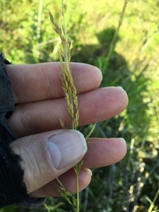 Limnodea arkansana