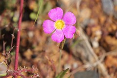 Calandrinia polyandra