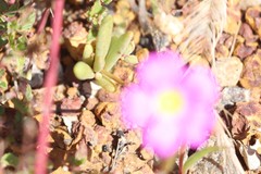 Calandrinia polyandra