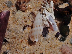 Maculotriton serriale