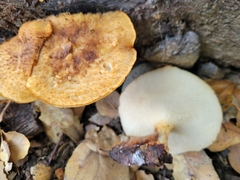 Polyporus mcmurphyi
