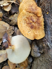 Polyporus mcmurphyi