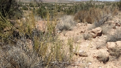 Ephedra fasciculata
