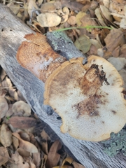 Polyporus mcmurphyi