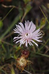 Lampranthus blandus
