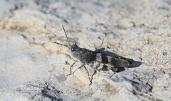 Oedipoda germanica meridionalis