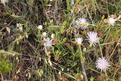 Lampranthus blandus