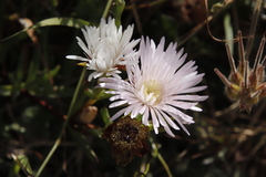 Lampranthus blandus