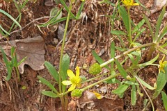 Ranunculus jovis