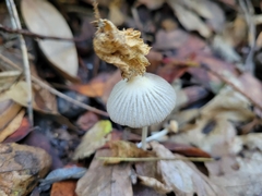 Coprinellus impatiens