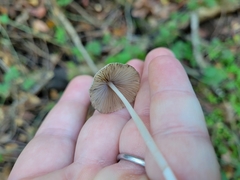 Coprinellus impatiens