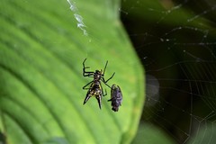 Micrathena pichincha