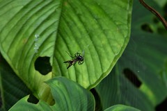 Micrathena pichincha