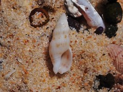 Maculotriton serriale