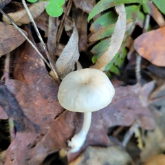 Clitocybe salmonilamella