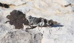 Oedipoda germanica meridionalis