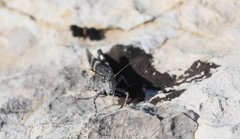 Oedipoda germanica meridionalis