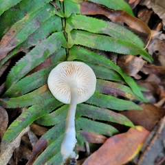 Clitocybe salmonilamella