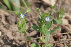 Veronica biloba