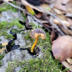 Pluteus vellingae
