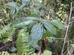 Nectandra coriacea