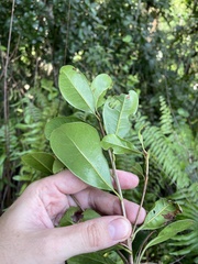 Sideroxylon cubense