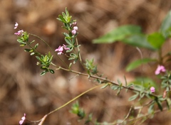 Indigofera filiformis