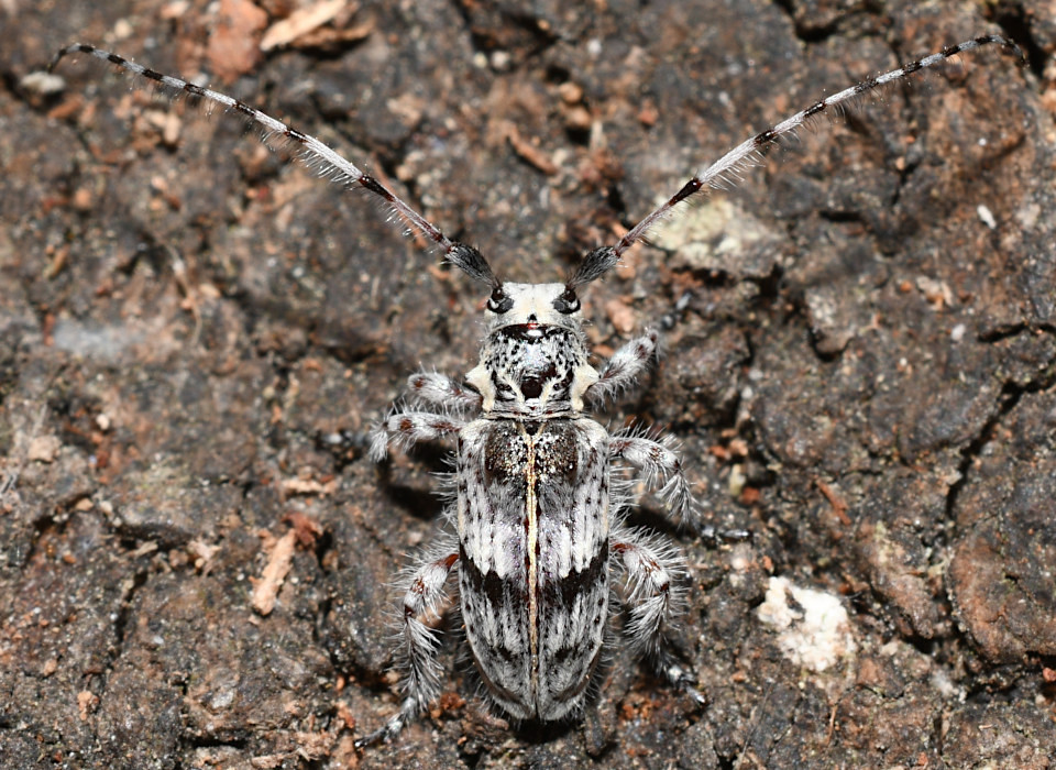 Hybolasius lanipes
