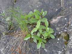 Hylotelephium maximum maximum