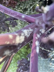 Erysiphe cruciferarum