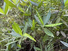 Stenostomum resinosum