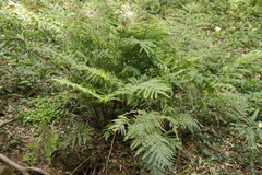 Pteris dentata