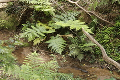 Pteris dentata