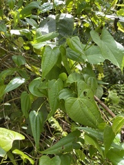 Dioscorea cordata