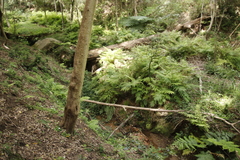 Pteris dentata