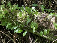 Microgramma piloselloides