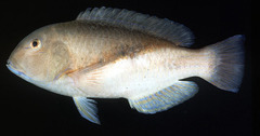 Robust Tuskfish photo 2